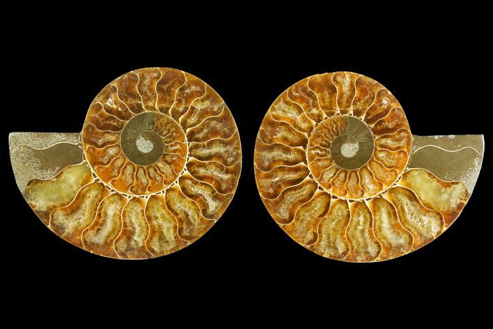 Agatized Ammonite Fossil - Madagascar #139740